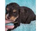 Yorkshire Terrier Puppy for sale in Burton, MI, USA