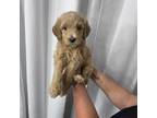 Goldendoodle Puppy for sale in Lafayette, LA, USA