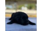 Labrador Retriever Puppy for sale in Punta Gorda, FL, USA
