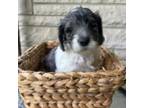 Goldendoodle Puppy for sale in Shelbyville, KY, USA