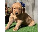 Golden Retriever Puppy for sale in Sheridan, MT, USA