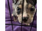 Mutt Puppy for sale in Killeen, TX, USA