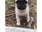 Pug Puppy for sale in Balsam Lake, WI, USA