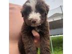 Aussiedoodle Puppy for sale in Fort Worth, TX, USA