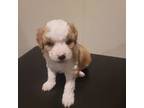 Mutt Puppy for sale in Hastings, MN, USA