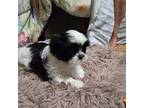 Shih Tzu Puppy for sale in Knoxville, TN, USA