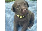 Labradoodle Puppy for sale in Toccoa, GA, USA