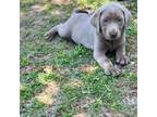 Labrador Retriever Puppy for sale in Bristol, FL, USA