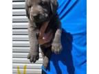 Labrador Retriever Puppy for sale in Bristol, FL, USA