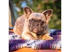French Bulldog Puppy for sale in Decatur, IL, USA