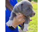 Great Dane Puppy for sale in Saint Paul, KS, USA