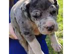 Great Dane Puppy for sale in Saint Paul, KS, USA