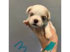 Mal-Shi Puppy for sale in Hope, AR, USA