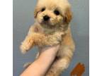 Mini Aussiedoodle (Orange)