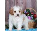 Golden Mountain Dog Puppy for sale in New Concord, KY, USA