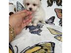 Maltese Puppy for sale in Hollywood, FL, USA