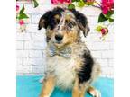 Australian Shepherd Puppy for sale in Indianapolis, IN, USA