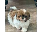 Shih Tzu Puppy for sale in Bedford, IN, USA