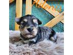 Yorkshire Terrier Puppy for sale in Trinity, FL, USA