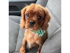 Cavalier King Charles Spaniel Puppy for sale in New Market, VA, USA