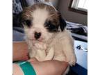 Shih Tzu Puppy for sale in Riverside, NJ, USA