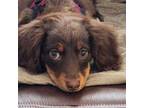 Dachshund Puppy for sale in White Oak, NC, USA