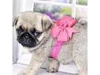Runt - Pink Bow