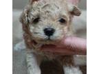 Poodle (Toy) Puppy for sale in Colcord, OK, USA
