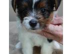 Yorkshire Terrier Puppy for sale in Colcord, OK, USA