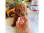 Poodle (Toy) Puppy for sale in Berkeley, CA, USA