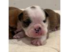 Bulldog Puppy for sale in Fort Collins, CO, USA
