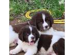 Newfoundland Puppy for sale in Leona, TX, USA