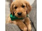 AKC Golden - Green Boy