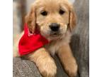 Golden Retriever Puppy for sale in Yucca Valley, CA, USA