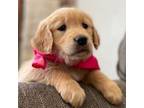 Golden Retriever Puppy for sale in Yucca Valley, CA, USA