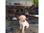 Labrador Retriever Puppy for sale in Greencastle, IN, USA