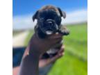Olde English Bulldogge Puppy for sale in Laurel, MD, USA
