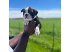 Olde English Bulldogge Puppy for sale in Silver Spring, MD, USA