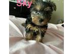 Yorkshire Terrier Puppy for sale in Lancaster, TX, USA