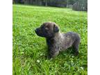 Dutch Shepherd Dog Puppy for sale in Chapel Hill, NC, USA
