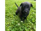 Dutch Shepherd Dog Puppy for sale in Chapel Hill, NC, USA