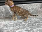 Registered Bengal Kittens