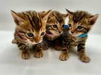 Registered Bengal Kittens