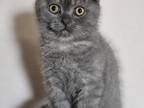 Female Scottish Fold