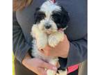 Maltipoo Puppy for sale in Belding, MI, USA