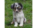 Miniature Australian Shepherd Puppy for sale in Waukon, IA, USA