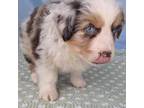 Miniature Australian Shepherd Puppy for sale in Bloomington, IN, USA
