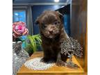 Pomeranian Puppy for sale in Lawrence, MI, USA