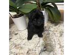 Pomeranian Puppy for sale in Lawrence, MI, USA