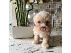Maltipoo Puppy for sale in Lawrence, MI, USA
